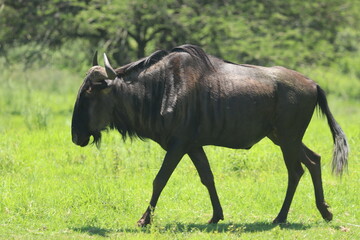 wildebeest in the grass