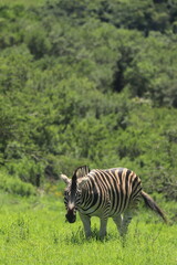 zebra eating grass
