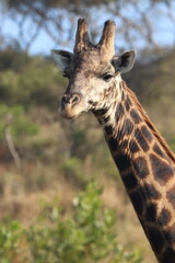 portrait of a giraffe