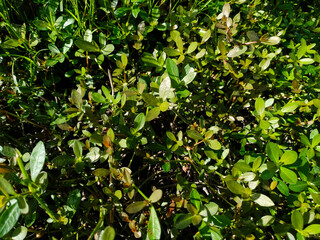 wild herbs growing in fiareal farm fields