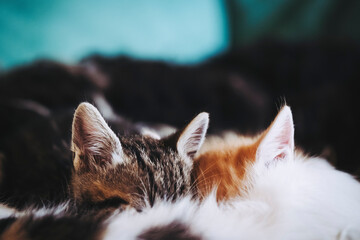 Close-up sur deux bébés chatons en train de téter leur maman