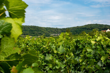 Fototapeta na wymiar Vue du pont du train depuis montigny-les-Arsures dans le vignoble d'Arbois