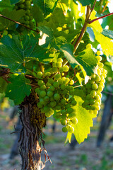Vigne en pleine court de maturité de savagnin sur l'AOC Arbois dans le Jura