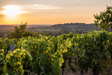 Vignes du Jura en AOC Côtes du Jura, sur la commune de passenans