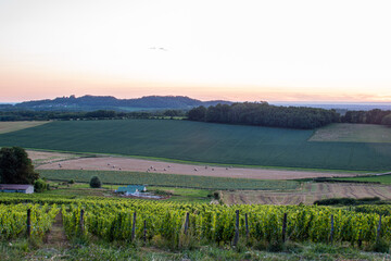 Vignes de Saint-Lothain en couch&eacute; de soleil