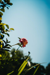 red and yellow flowers