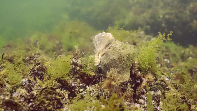 Two of mating Veined Rapa Whelks (Rapana venosa) sitting on mussels among algae in Black Sea