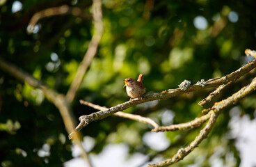 Wren singing in a tree