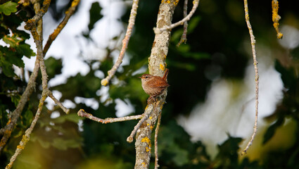 Wren singing in a tree