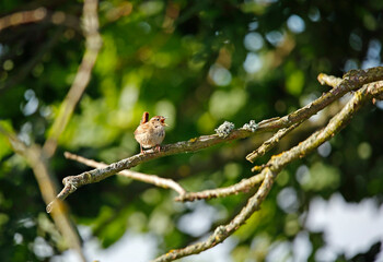 Wren singing in a tree