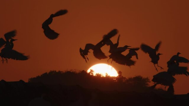 Beautiful silhouettes flock of birds sits and then abruptly flies up in front of a large rising sun disk in slow motion. Cranes and herons take off sharply into air on asian landscape background
