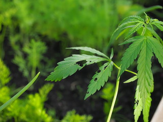 Cannabis plant growing in the garden. Young cannabis plant.
