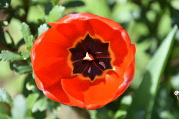 Fototapeta premium Stunning Red Tulip Blooming and Flowering in the Spring