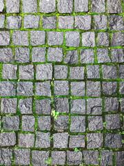 Green moss between gray square paving stones