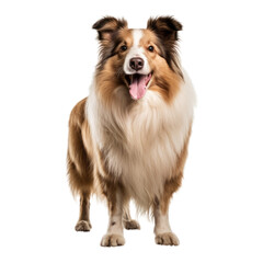 border collie puppy isolated on transparent background cutout