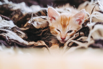 Portrait d'un adorable petit chat roux en train de dormir