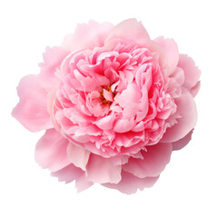 Pink peony flower isolated