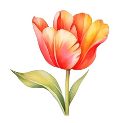 Naklejka premium Watercolor tulip flower isolated