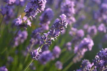 Lavender in flower, selective focus