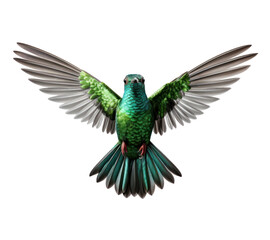 Obraz premium Flying hummingbird isolated