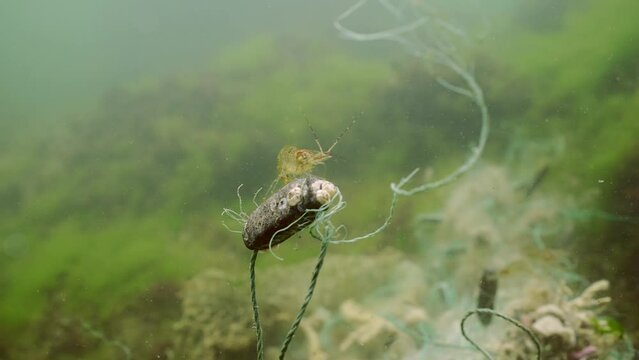 Baltic prawn shrimp sitting on buoy lost fishing net on green algae in Black sea, Ghost gear pollution of Seas and Ocean, Slow motion, close up 