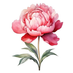 Watercolor peony flower isolated