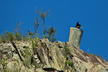Magpie on the rocks of the Altai mountains.