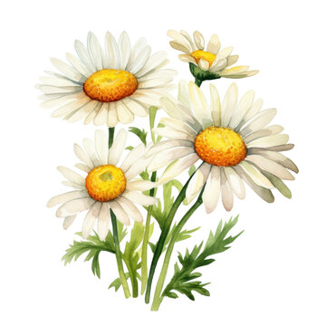 Watercolor chamomile flower isolated