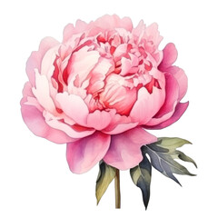 Watercolor peony flower isolated