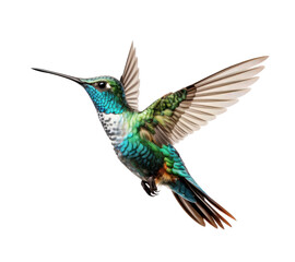 Obraz premium Flying hummingbird isolated