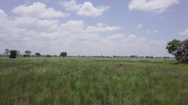 Flying llike the wind over grass in africa