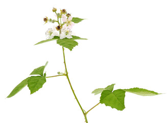 Himalayan blackberry isolated on white background, Rubus armeniacus