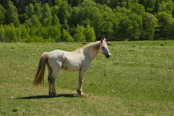 Obraz na płótnie Canvas Horses grazing in the Altai mountain valleys.