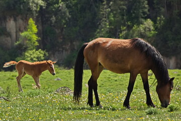 Naklejka na ściany i meble Horses grazing in the Altai mountain valleys.