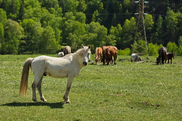 Obraz premium Horses grazing in the Altai mountain valleys.