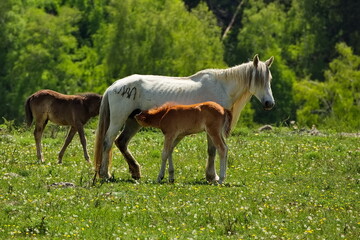 Naklejka na ściany i meble Horses grazing in the Altai mountain valleys.