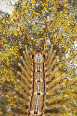 Portrait of house centipede, Scutigera coleoptrata