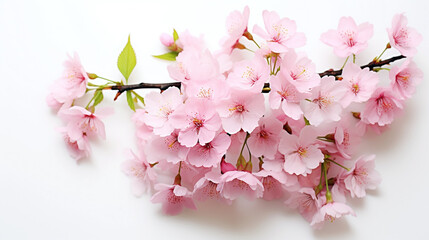 sprig of blossoming sakura on a white background. Generative Ai. 