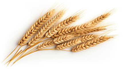 Ears of wheat on a white background, top view. Generative Ai. 