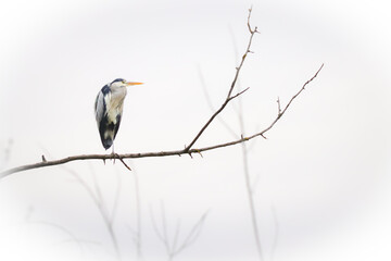 great blue heron on branch