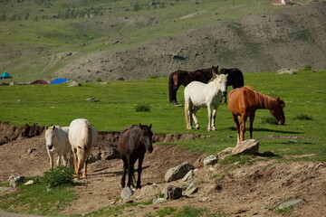 Obraz premium Horses grazing in the Altai mountain valleys.