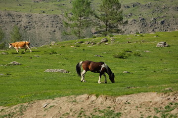 Horses grazing in the Altai mountain valleys.
