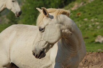 Fototapeta premium Horses grazing in the Altai mountain valleys.