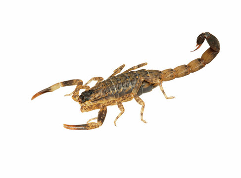 Scorpion (Lychas mucronatus) on white background, image with stacked. Brown scorpion isolated on white background.