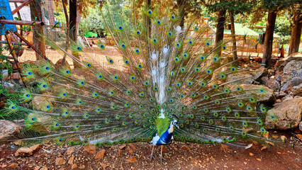 Obraz premium peacock with blue green colorful tail feathers pride head animal in nature zoo