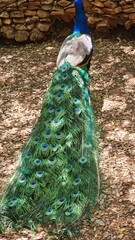 Obraz premium peacock with blue green colorful tail feathers pride head animal in nature zoo
