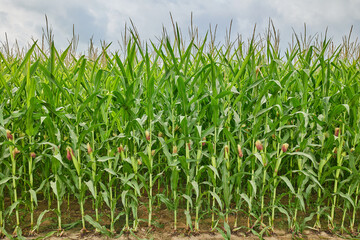 Obraz premium Green maize corn field plantation In summer agricultural season