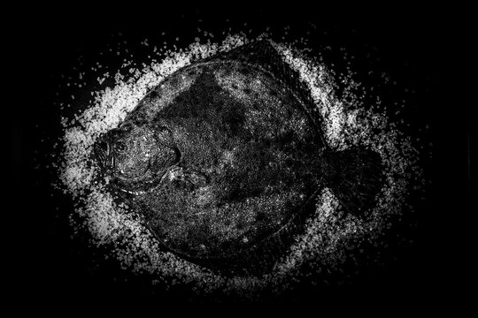Pescado rodaballo sobre sal en bodegon con fondo negro y formato horizontal