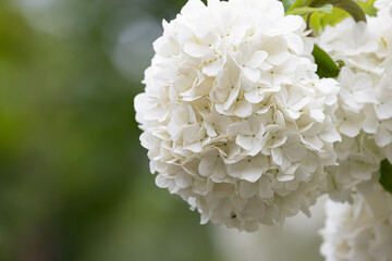 Beauty of nature, close up beautiful blooming white hydrangea