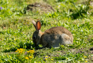 Bunny rabbits siting in the sunshine in a green field in the summer time